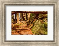Trail in a forest, Muskoka, Ontario, Canada Fine Art Print