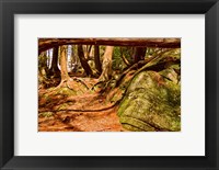 Trail in a forest, Muskoka, Ontario, Canada Fine Art Print