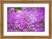 Close-up of Pink Fireweed flowers, Ontario, Canada Fine Art Print