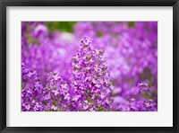 Close-up of Pink Fireweed flowers, Ontario, Canada Fine Art Print