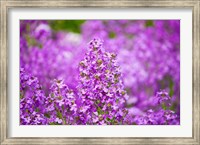 Close-up of Pink Fireweed flowers, Ontario, Canada Fine Art Print