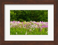 Pink and white fireweed flowers, Ontario, Canada Fine Art Print