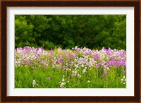 Pink and white fireweed flowers, Ontario, Canada Fine Art Print