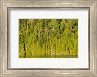 Trees at the lakeside, Lake Muskoka, Ontario, Canada Fine Art Print