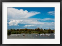 Flamingos in a lake, Parc Ornithologique Du Pont de Gau, D570, Camargue, Bouches-Du-Rhone, Provence-Alpes-Cote d'Azur, France Fine Art Print