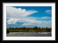 Flamingos in a lake, Parc Ornithologique Du Pont de Gau, D570, Camargue, Bouches-Du-Rhone, Provence-Alpes-Cote d'Azur, France Fine Art Print