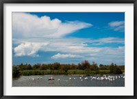 Flamingos in a lake, Parc Ornithologique Du Pont de Gau, D570, Camargue, Bouches-Du-Rhone, Provence-Alpes-Cote d'Azur, France Fine Art Print