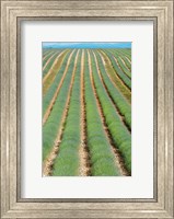 Rows of Lavender, Provence-Alpes-Cote d'Azur, France Fine Art Print
