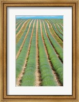 Rows of Lavender, Provence-Alpes-Cote d'Azur, France Fine Art Print