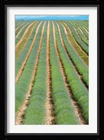 Rows of Lavender, Provence-Alpes-Cote d'Azur, France Fine Art Print