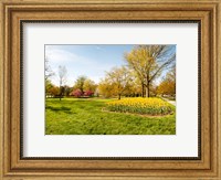 Flowers with trees at Sherwood Gardens, Baltimore, Maryland, USA Fine Art Print