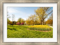 Flowers with trees at Sherwood Gardens, Baltimore, Maryland, USA Fine Art Print