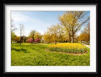 Flowers with trees at Sherwood Gardens, Baltimore, Maryland, USA Fine Art Print