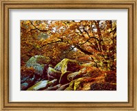 Trees with Granite Rocks at Huelgoat forest in autumn, Finistere, Brittany, France Fine Art Print