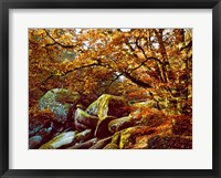 Trees with Granite Rocks at Huelgoat forest in autumn, Finistere, Brittany, France Fine Art Print