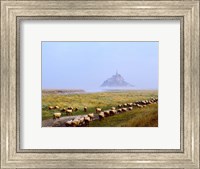 Flock of sheep in a field with Mont Saint-Michel island in the background, Manche, Basse-Normandy, France Fine Art Print