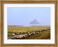 Flock of sheep in a field with Mont Saint-Michel island in the background, Manche, Basse-Normandy, France Fine Art Print
