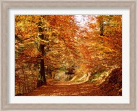 Trees at Huelgoat forest in autumn, Finistere, Brittany, France Fine Art Print