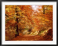 Trees at Huelgoat forest in autumn, Finistere, Brittany, France Fine Art Print