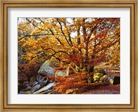 Autumn in Huelgoat Forest, Brittany, France Fine Art Print