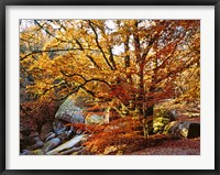 Autumn in Huelgoat Forest, Brittany, France Fine Art Print