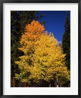 Ponderosa pine with Aspen and Fir trees in autumn, Crater Lake National Park, Oregon, USA Fine Art Print