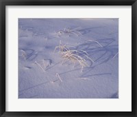 Snow covered grass on South Rim, Crater Lake National Park, Oregon, USA Fine Art Print