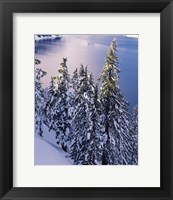 Snow Covered Trees at South Rim, Crater Lake National Park, Oregon Fine Art Print