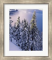 Snow Covered Trees at South Rim, Crater Lake National Park, Oregon Fine Art Print