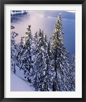 Snow Covered Trees at South Rim, Crater Lake National Park, Oregon Fine Art Print