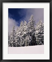 Snow Covered Western Hemlock and Fir Trees on Munson Ridge, Crater Lake National Park, Oregon Fine Art Print