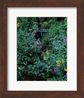 Castle Crest Wildflower Garden Trail, Munson Creek, Crater Lake National Park, Oregon Fine Art Print