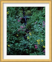 Castle Crest Wildflower Garden Trail, Munson Creek, Crater Lake National Park, Oregon Fine Art Print