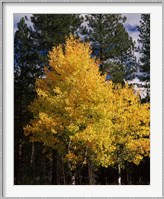 Aspen and Ponderosa pine trees in autumn, Crater Lake National Park, Oregon, USA Fine Art Print
