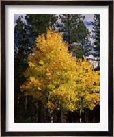 Aspen and Ponderosa pine trees in autumn, Crater Lake National Park, Oregon, USA Fine Art Print