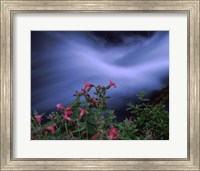 Flowers on Plants, Castle Crest Wildflower Garden Trail, Munson Creek, Crater Lake National Park, Oregon Fine Art Print