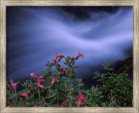 Flowers on Plants, Castle Crest Wildflower Garden Trail, Munson Creek, Crater Lake National Park, Oregon Fine Art Print