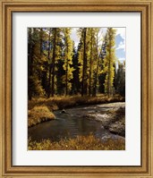 Cottonwood trees along Annie Creek Canyon Trail, Crater Lake National Park, Oregon, USA Fine Art Print