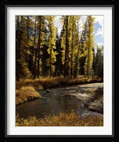Cottonwood trees along Annie Creek Canyon Trail, Crater Lake National Park, Oregon, USA Fine Art Print