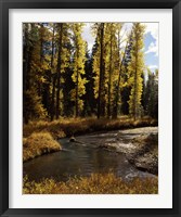 Cottonwood trees along Annie Creek Canyon Trail, Crater Lake National Park, Oregon, USA Fine Art Print
