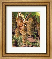 Chardonnay Grapes, California Fine Art Print