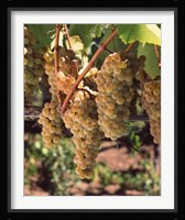 Chardonnay Grapes, California Fine Art Print