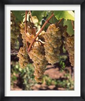 Chardonnay Grapes, California Fine Art Print