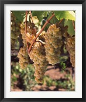 Chardonnay Grapes, California Fine Art Print