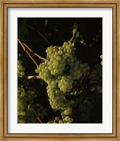 Grapes in a Viineyard, Carneros Region, California Fine Art Print