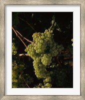 Grapes in a Viineyard, Carneros Region, California Fine Art Print