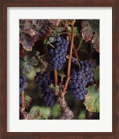 Purple Grapes, Wine Country, California Fine Art Print