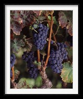 Purple Grapes, Wine Country, California Fine Art Print