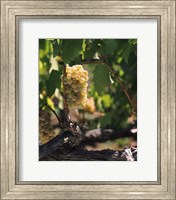 Chardonnay Grapes in Vineyard, Carneros Region, California Fine Art Print