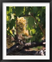 Chardonnay Grapes in Vineyard, Carneros Region, California Fine Art Print